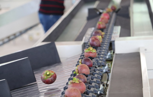 智能分選--山竹分選機(jī) 智能分選--山竹分選機(jī)